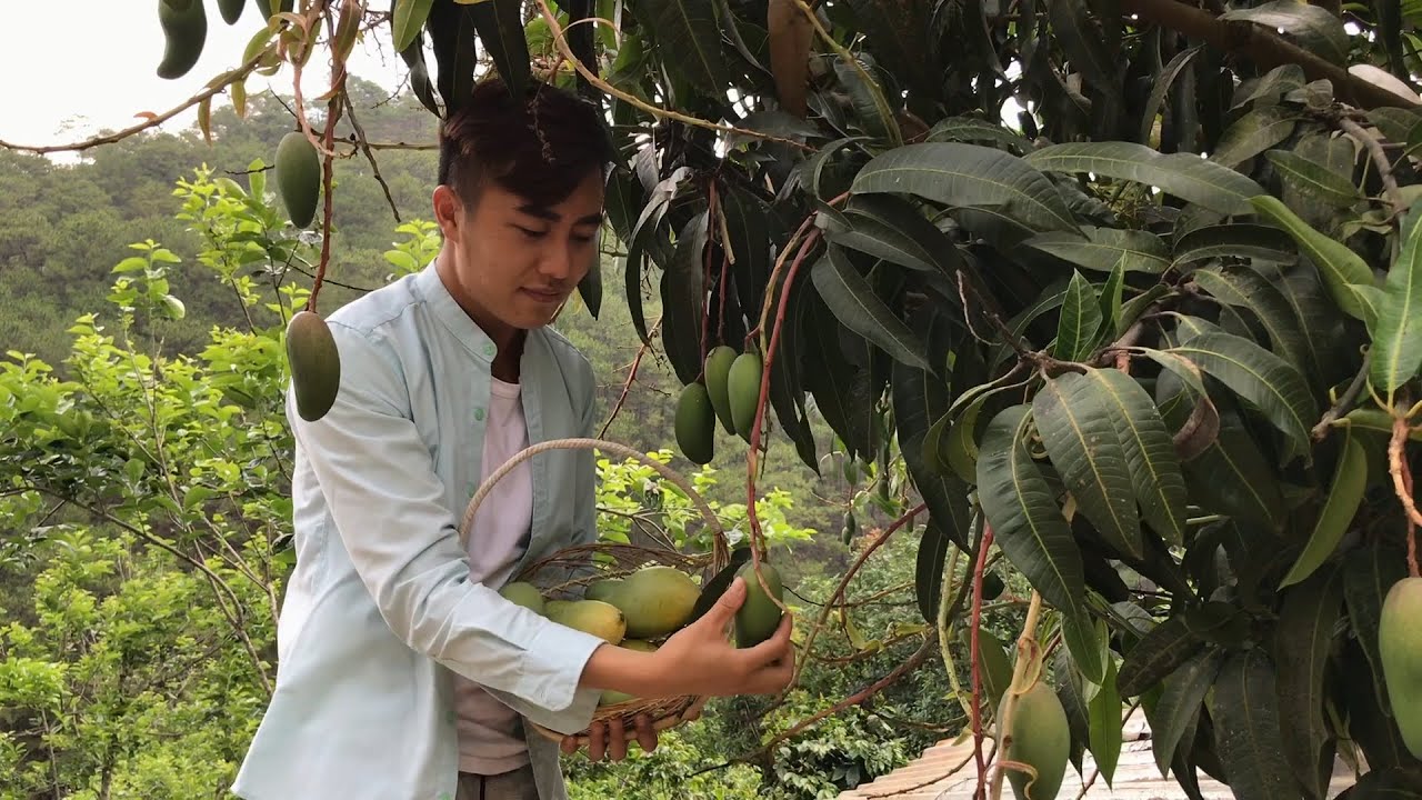 Bánh xoài dẻo và chè xoài tứ vân bổ dưỡng